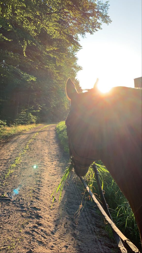 Pferd Sonnenuntergang